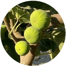cherryfig bursali bahce urunler