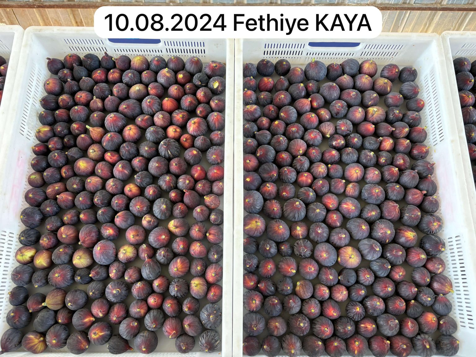 Ahmetli Bahçesi Fethiye Kaya Hasadı