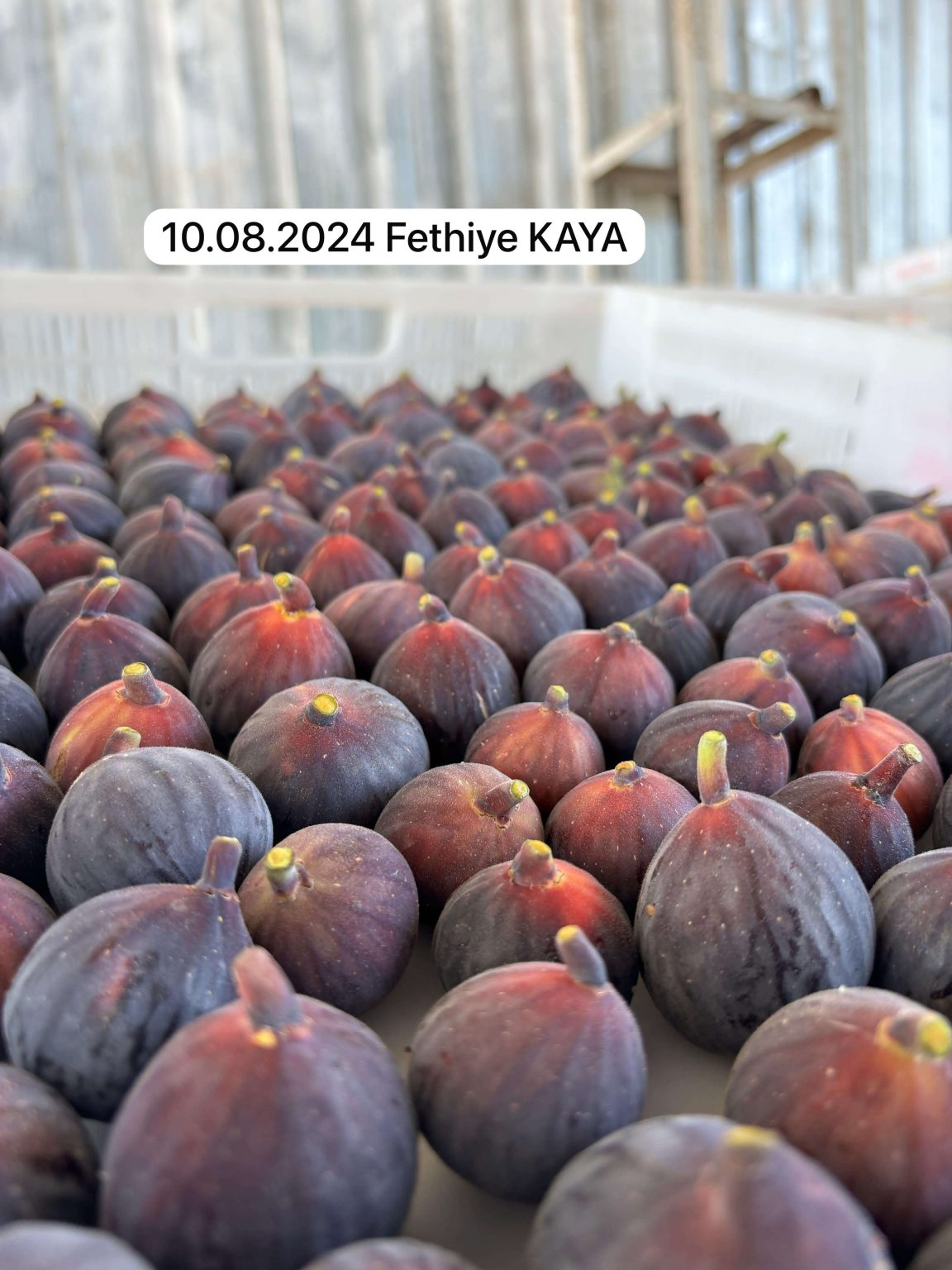 Ahmetli Bahçesi Fethiye Kaya Hasadı
