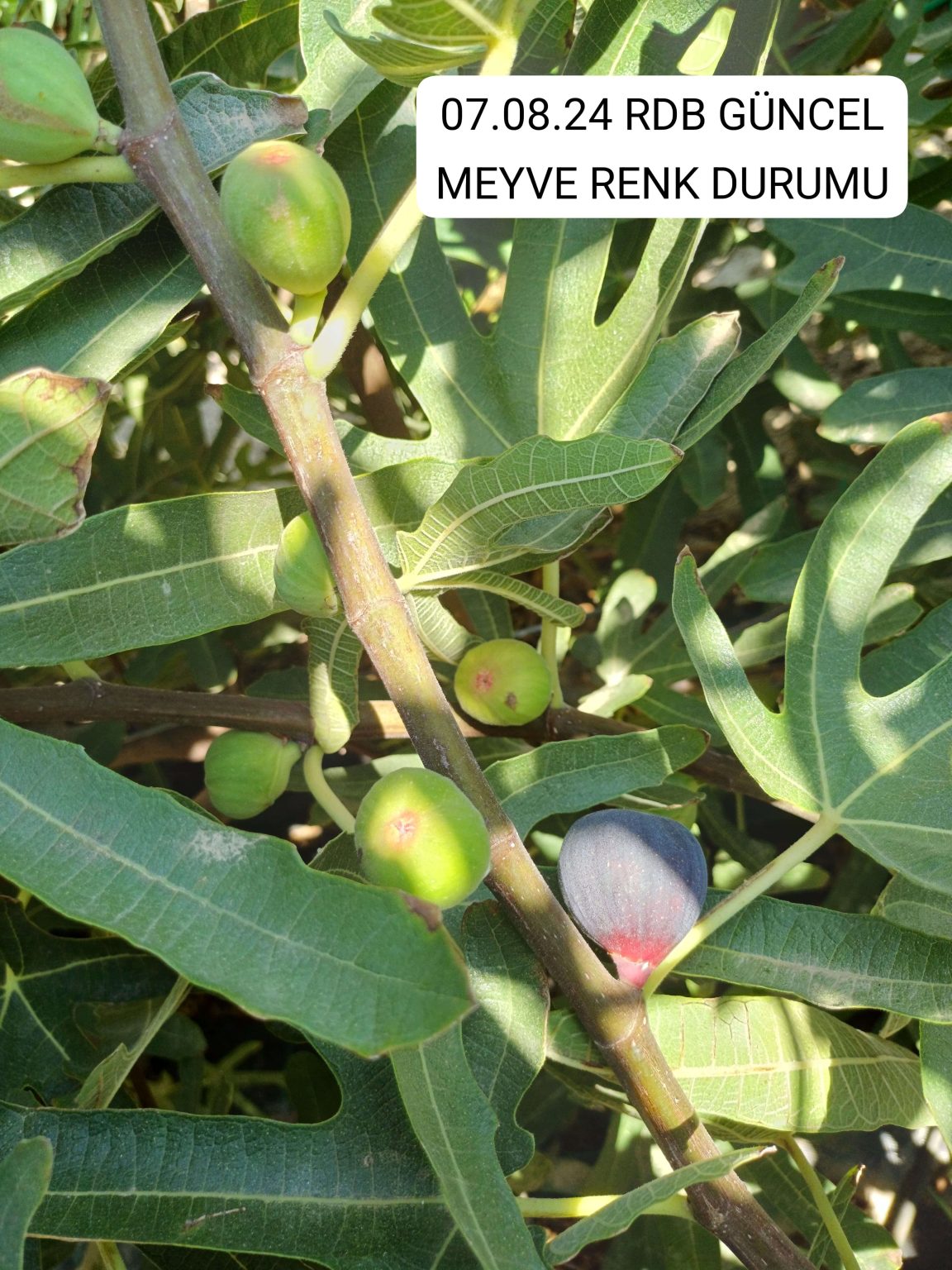 Ahmetli Bahçesi Fethiye Kaya Hasadı