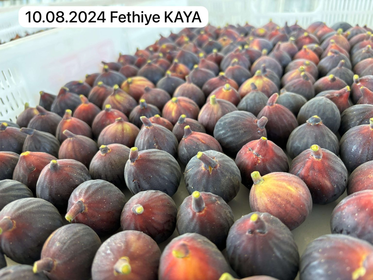 Ahmetli Bahçesi Fethiye Kaya Hasadı