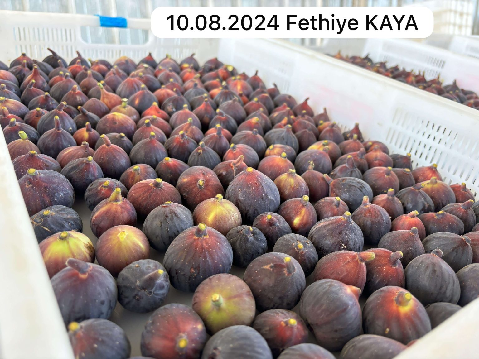 cherryfig AHMETLİ BAHÇE