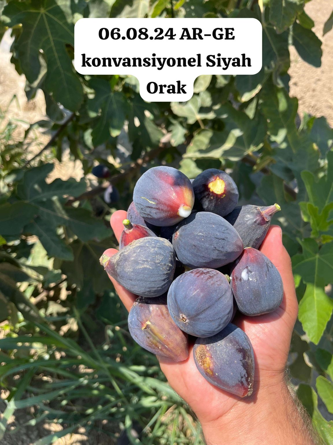 cherryfig AHMETLİ BAHÇE