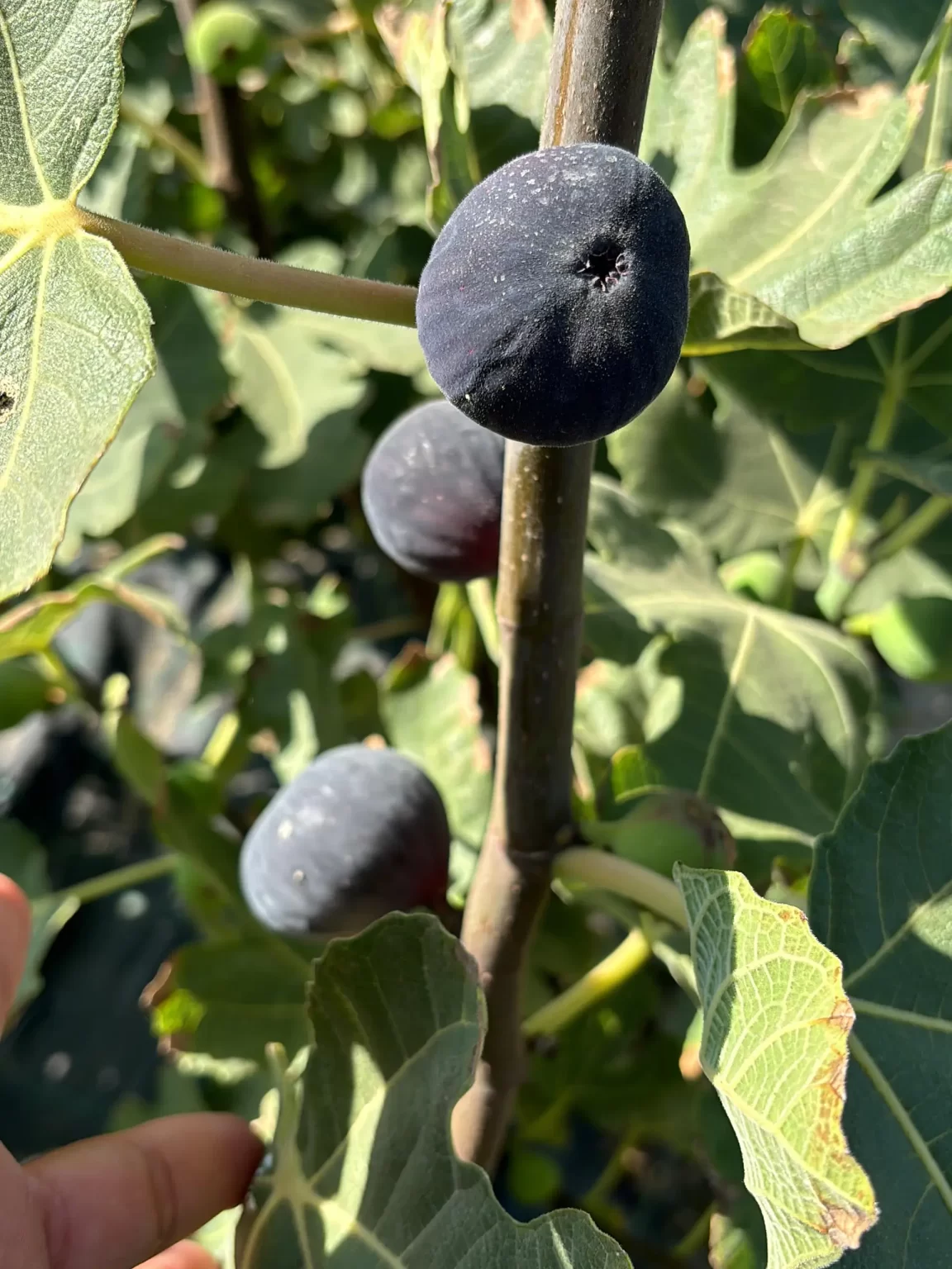 cherryfig AHMETLİ BAHÇE