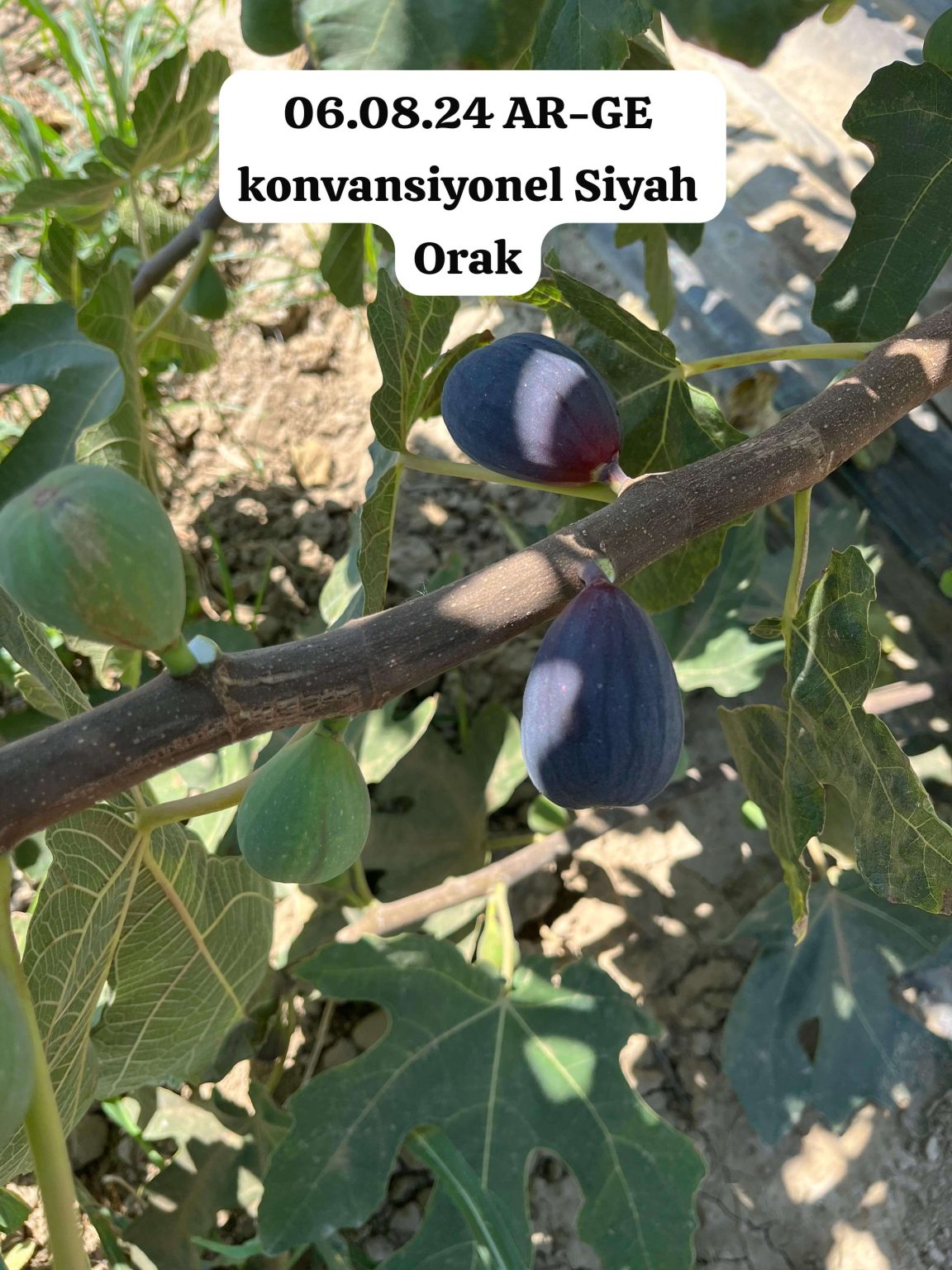 cherryfig AHMETLİ BAHÇE