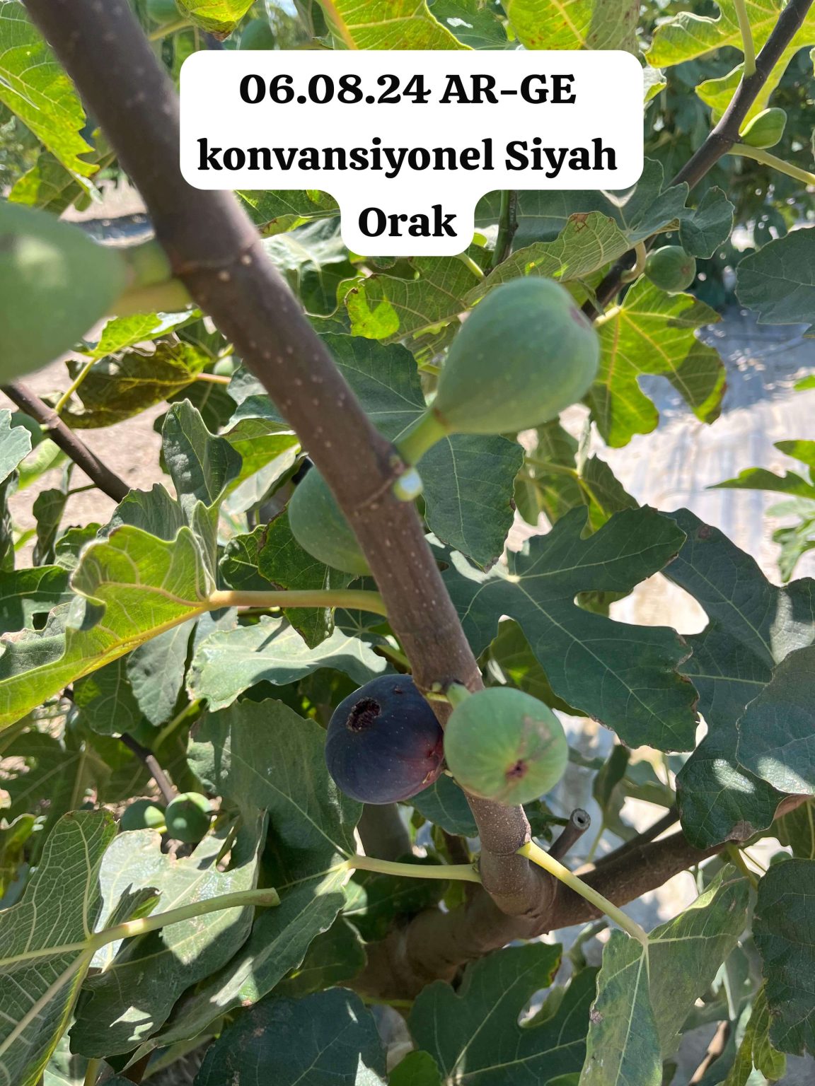 cherryfig AHMETLİ BAHÇE